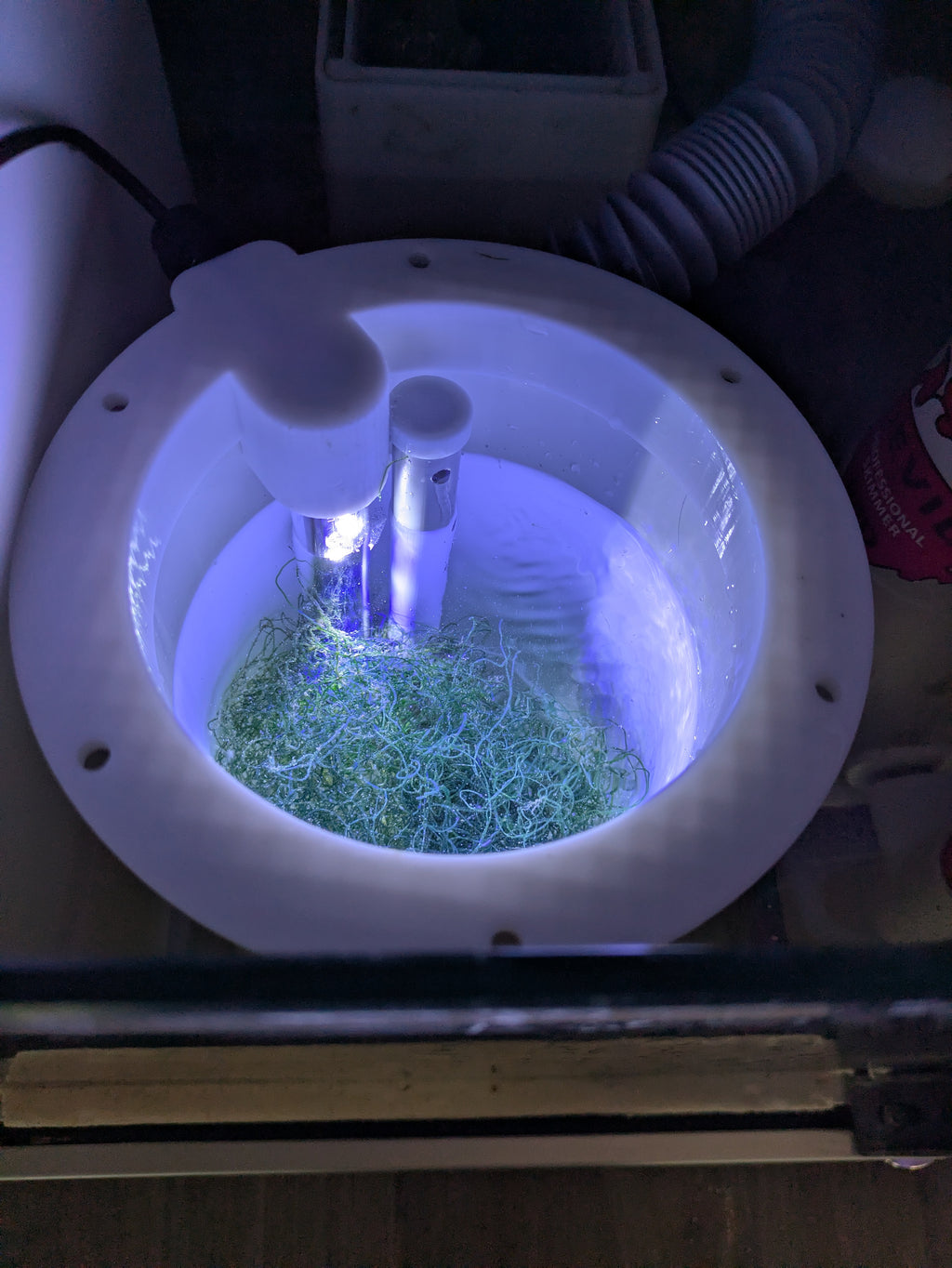 Reactor de Macroalgas Koraxis | Refugio Chaeto y Caulerpa para Sump Marino