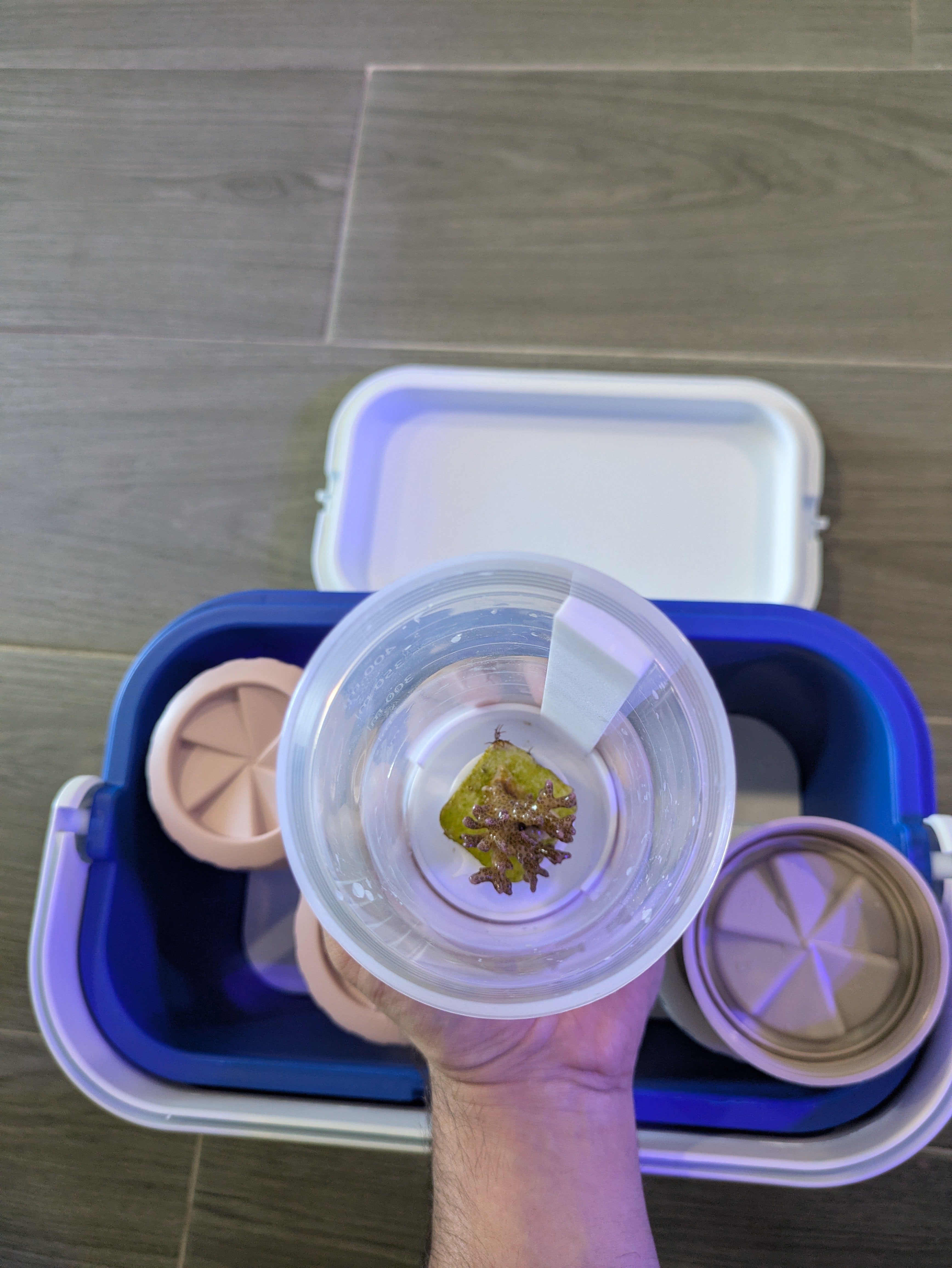 Caja isotérmica para transporte de corales
